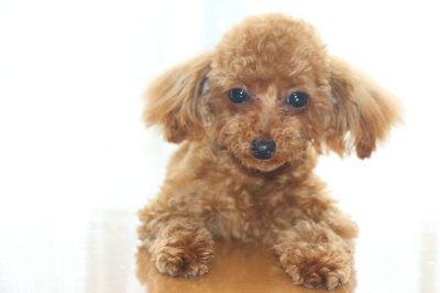 ティーカッププードルレッドの子犬オス、生後8ヶ月画像