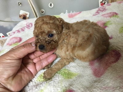 トイプードルレッドの子犬メス、生後4週間画像