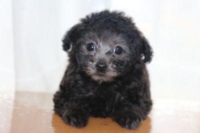 トイプードルシルバーの子犬メス、生後7週間画像