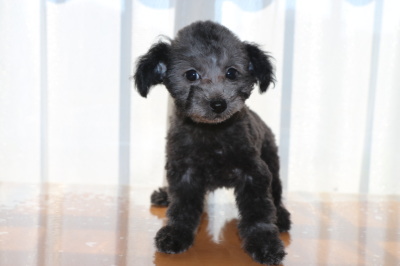 タイニーサイズトイプードルシルバーの子犬オス、生後2ヶ月画像