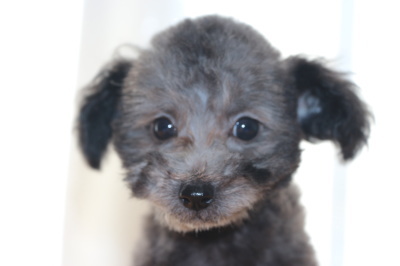 タイニーサイズトイプードルシルバーの子犬オス、生後2ヶ月画像