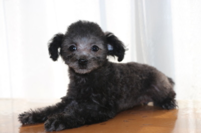 タイニーサイズトイプードルシルバーの子犬メス、生後2ヶ月画像