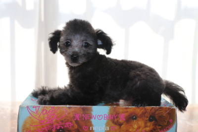 タイニーサイズトイプードルシルバーの子犬メス、生後2ヶ月画像
