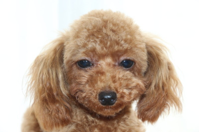 ティーカッププードルレッドの子犬オス、生後9か月画像