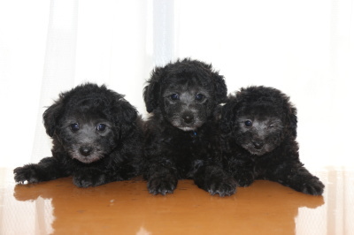 トイプードルシルバーの子犬オス2頭メス1頭、生後7週間画像