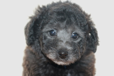 トイプードルシルバーの子犬オス、生後7週間画像