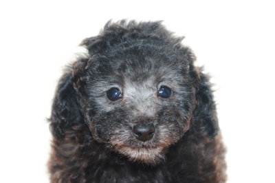 トイプードルシルバーの子犬メス、生後7週間画像