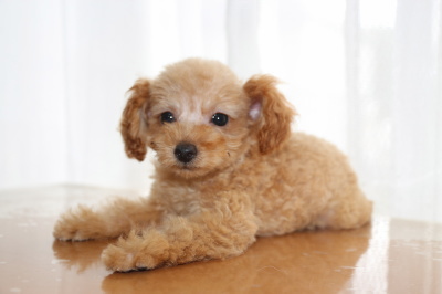 トイプードルアプリコットの子犬メス、生後2ヶ月画像