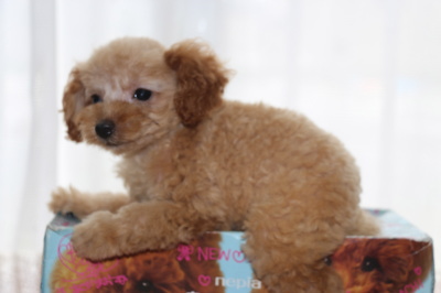 トイプードルアプリコットの子犬メス、生後2ヶ月画像