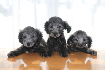 トイプードルシルバーの子犬オス2頭メス1頭、生後2ヶ月画像