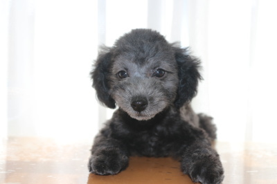 トイプードルシルバーの子犬オス、生後2ヶ月画像