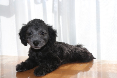 トイプードルシルバーの子犬オス、生後2ヶ月画像