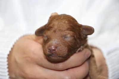 トイプードルレッドの子犬オス、生後2週間