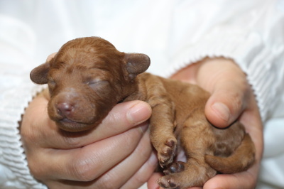トイプードルレッドの子犬オス、生後2週間