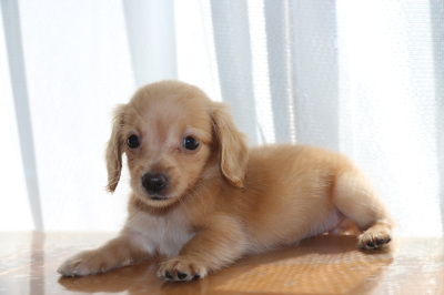 カニンヘンダックスゴールドの子犬メス、生後45日画像