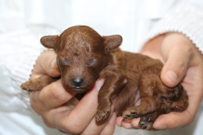 トイプードルレッドの子犬オス、生後5日画像