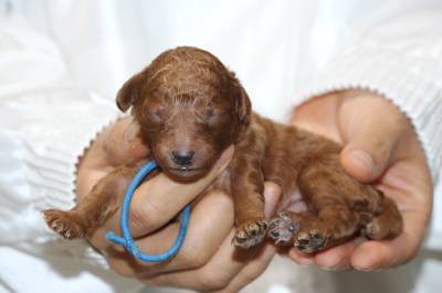 トイプードルレッドの子犬オス、生後5日画像