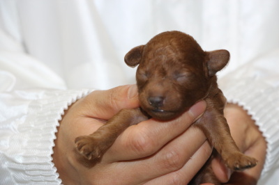 トイプードルレッドの子犬、メス、生後5日画像