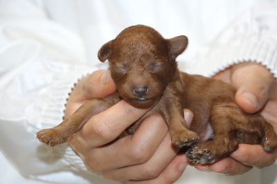 トイプードルレッドの子犬メス、生後5日画像