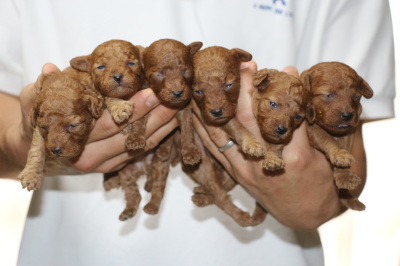 トイプードルレッドの子犬オス4頭メス2頭、生後2週間画像