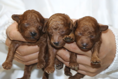 トイプードルレッドの子犬オス2頭メス1頭、生後10日画像