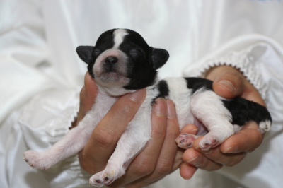 トイプードル白黒パーティーの子犬オス、生後1週間画像