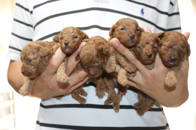 トイプードルレッドの子犬オス4頭メス2頭、生後3週間画像