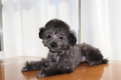 ティーカッププードルシルバーの子犬メス、生後2ヶ月画像