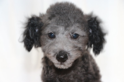 トイプードルシルバーの子犬オス、生後2ヶ月半画像