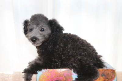 トイプードルシルバーの子犬オス、生後2ヶ月半画像