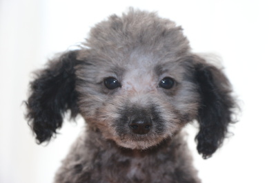 トイプードルシルバーの子犬メス、生後2ヶ月半画像