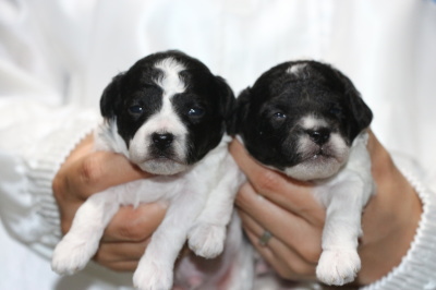 トイプードル白黒パーティーの子犬オス2頭、生後2週間画像