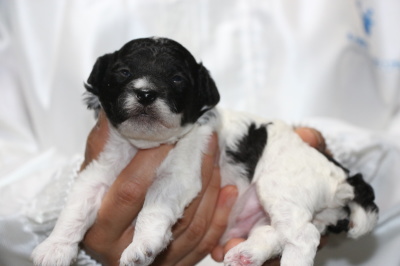 トイプードル白黒パーティーの子犬オス、生後2週間画像