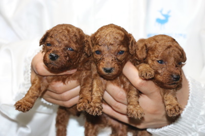 トイプードルレッドの子犬オス2頭メス1頭、生後3週間画像