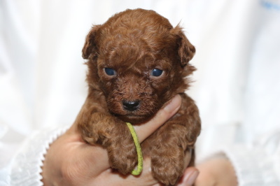 トイプードルレッドの子犬オス、生後4週間