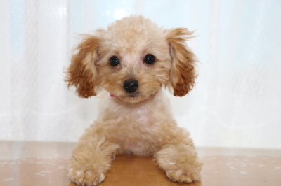 イプードルアプリコットの子犬メス、生後3ヶ月画像