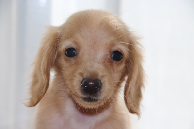 カニンヘンダックスゴールドの子犬メス、生後3ヶ月画像