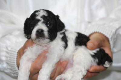 トイプードル白黒パーティーの子犬オス2頭、生後3週間画像