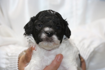 トイプードル白黒パーティーの子犬オス2頭、生後3週間画像