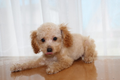 トイプードルアプリコットの子犬メス、生後3ヶ月画像