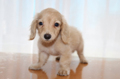 カニンヘンダックスクリームの子犬メス、生後3ヶ月画像