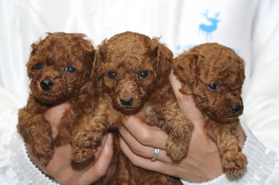 トイプードルレッドの子犬オス2頭メス1頭、生後4週間画像