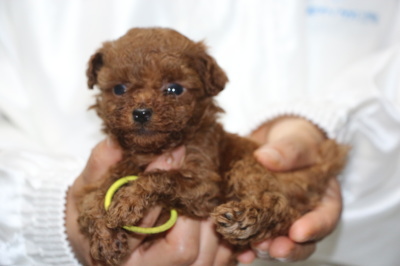 トイプードルレッドの子犬オス、、生後5週間画像