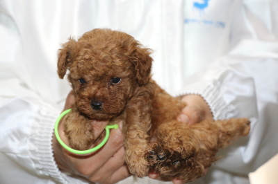 トイプードルレッドの子犬オス、、生後5週間画像