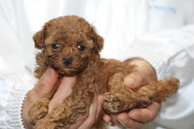 トイプードルレッドの子犬メス、、生後5週間画像