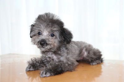 ティーカッププードルシルバーの子犬メス、生後4ヶ月画像