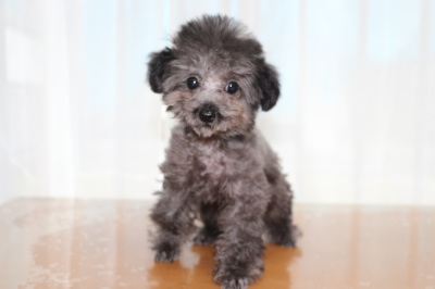 ティーカッププードルシルバーの子犬メス、生後4ヶ月画像