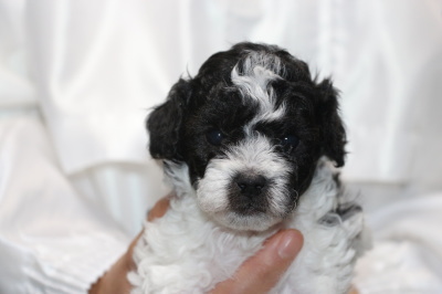 トイプードル白黒パーティーの子犬オス、生後4週間画像