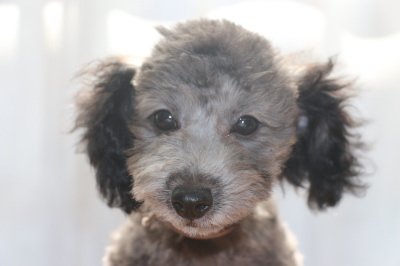 トイプードルシルバーの子犬オス、生後3ヶ月画像