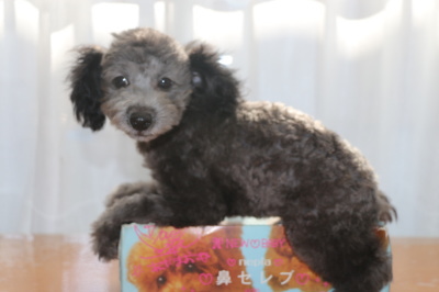 トイプードルシルバーの子犬オス、生後3ヶ月画像